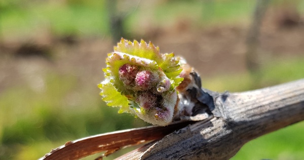 Junge Triebe im Weinberg
